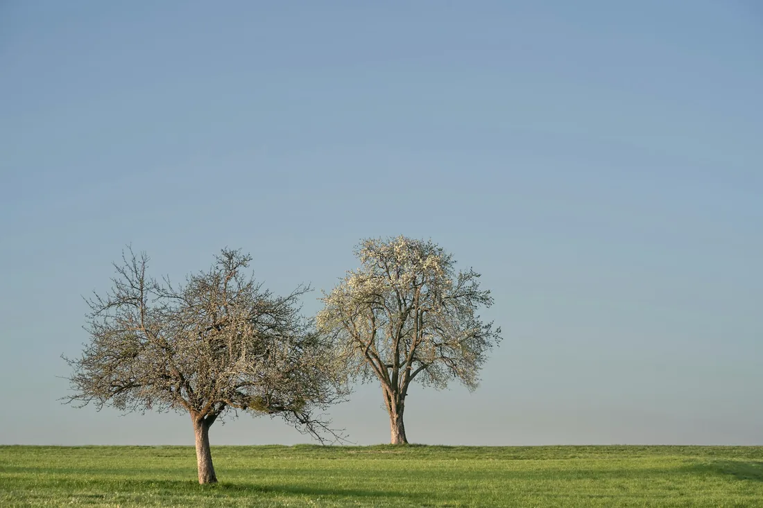 Deux arbres côte à côte dans un champ vert sous un ciel bleu clair